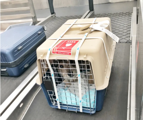 呼伦贝尔宠物托运 宠物托运公司 机场宠物托运 宠物空运